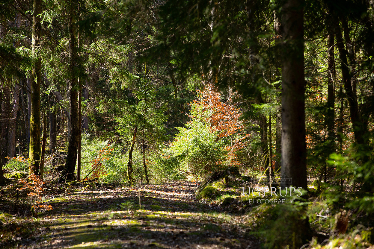 Forest in Sweden