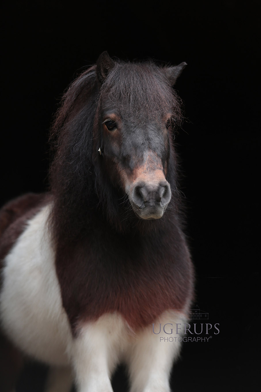 Ceasar,  our mascotte