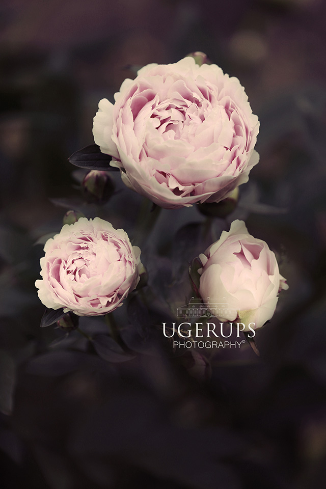 Peony