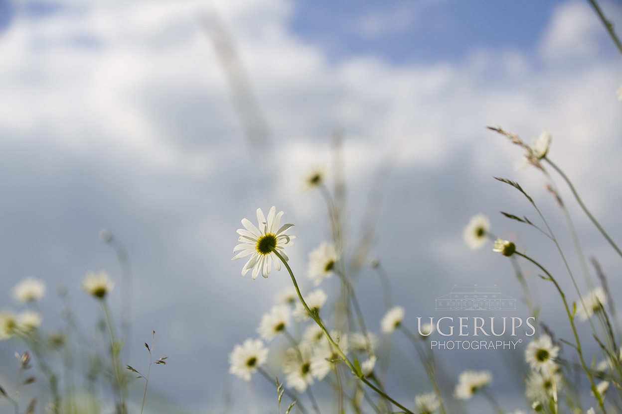 Daissies