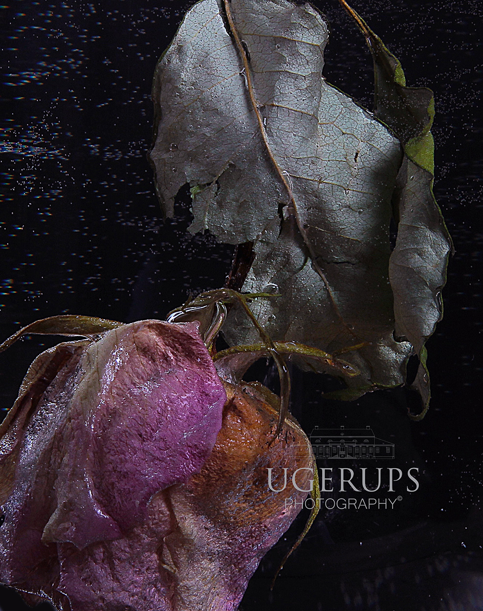 Drowned rose